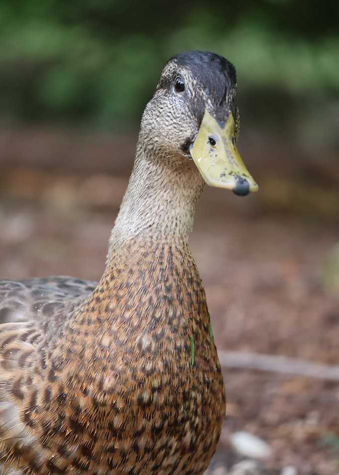 Close-up of a Brown Duck