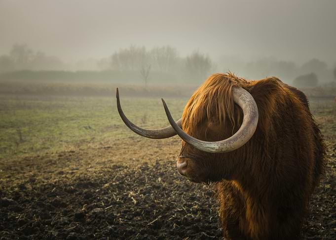 Highland Cattle in Misty Field