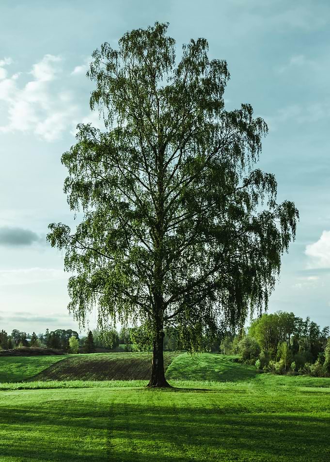Lone Birch Tree in Green Field