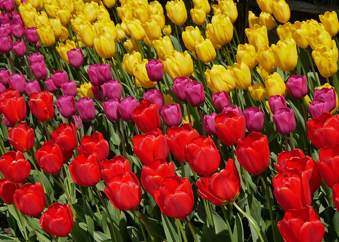 Colorful Tulip Field