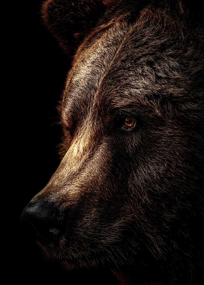 Grizzly Bear Poster