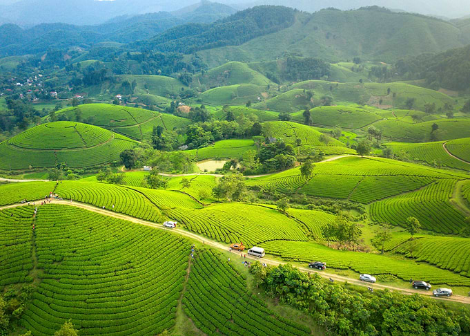 Green Tea Hills Landscape with Cars
