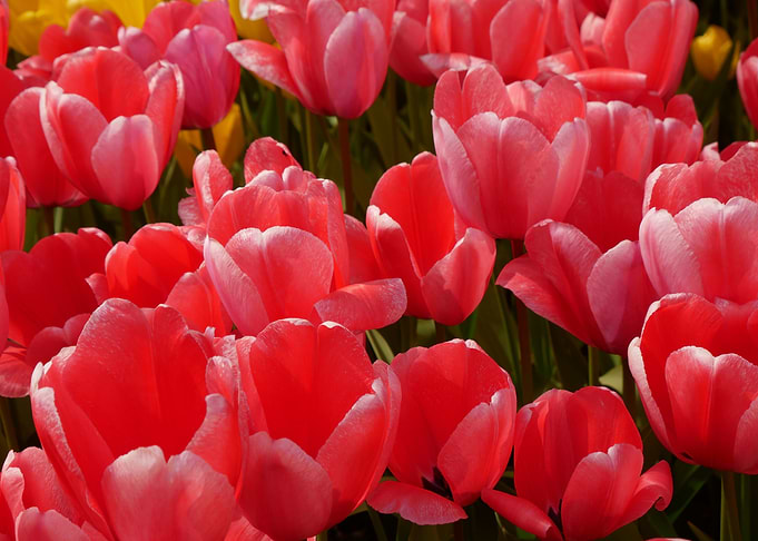 Field of Red and Pink Tulips
