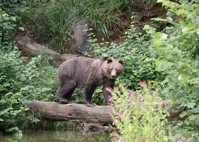 Brown Bear on Log in Forest