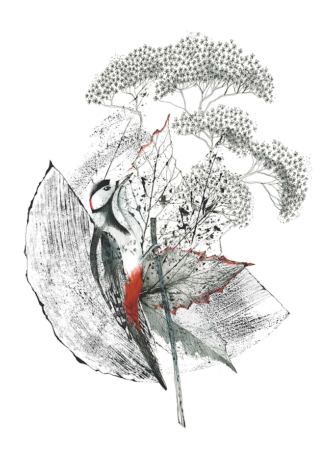 Woodpecker and Foliage Ink Illustration