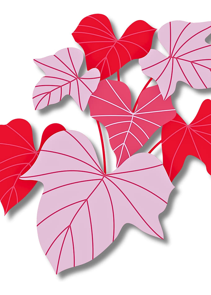 Red and Pink Leaf Illustration