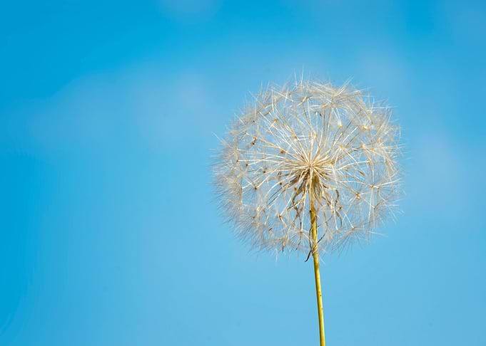 Dandelion Seed Head Against Blue Sky