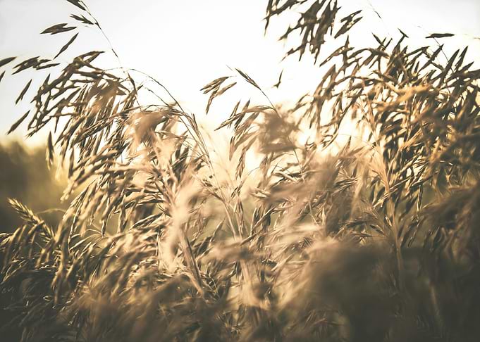 Golden Field of Grass