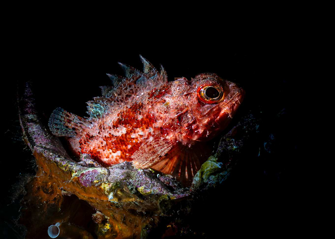 Red Scorpionfish on Coral Reef - Croatia