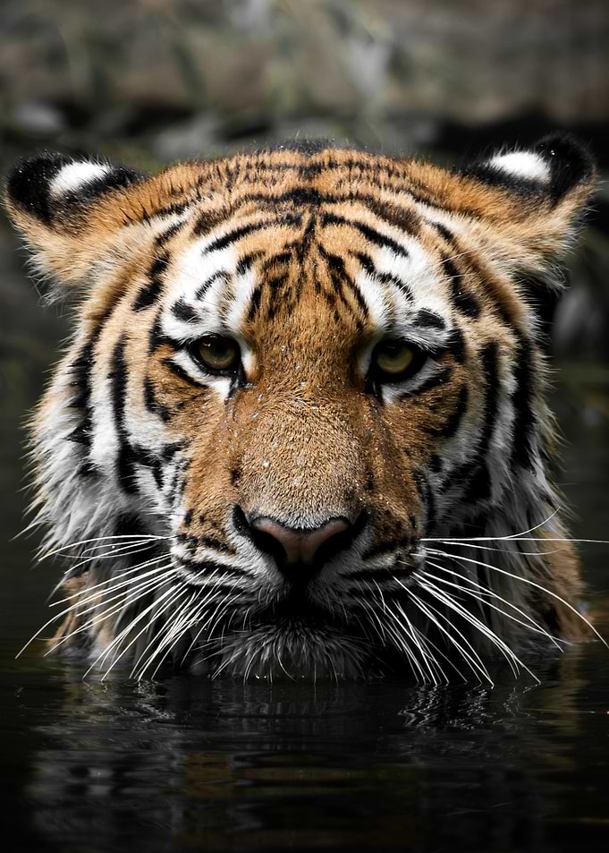 Tiger in Water Portrait