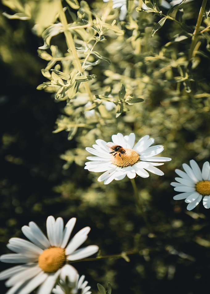 Bee on Daisy Flower