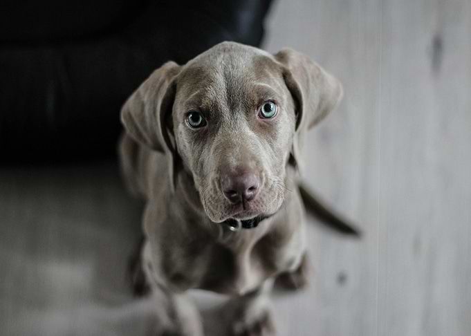 Weimaraner puppy portrait with blue eyes