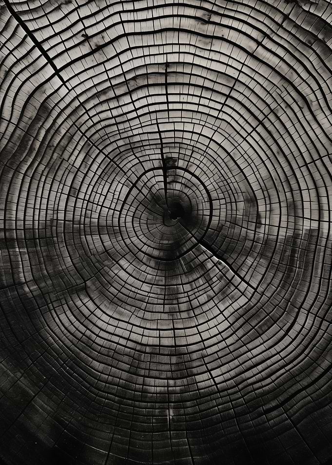 Monochrome Tree Rings