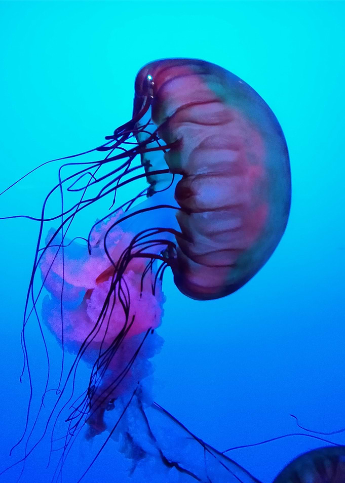 Jellyfish in Blue Water
