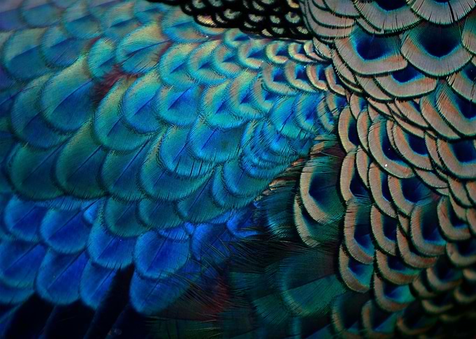 Peacock Feather Close-Up