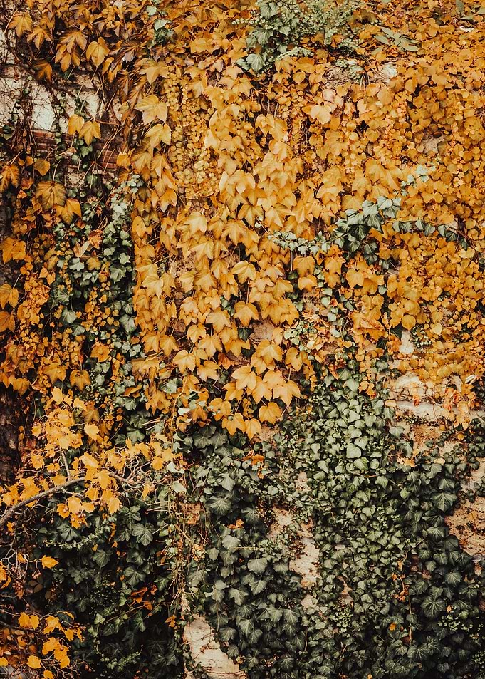 Ivy Wall with Autumnal Leaves
