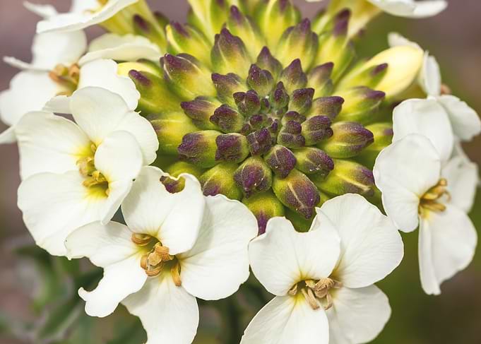 Close-up of White Flowers and Buds