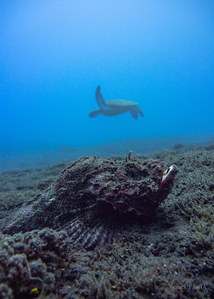 Stonefish and Turtle Underwater