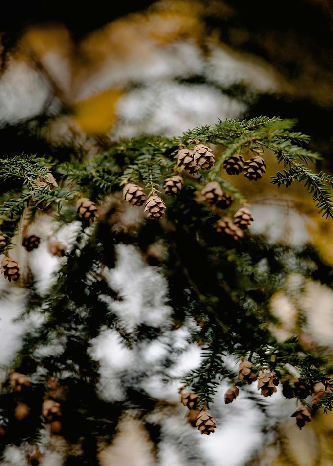 Pine Branch with Cones