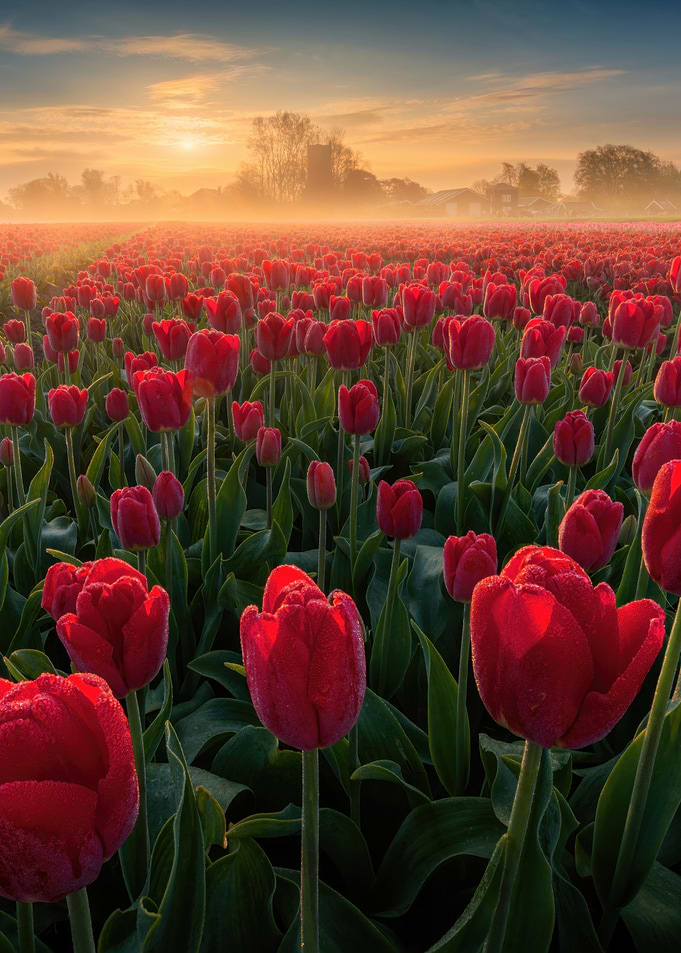 Red Tulips Field at Sunrise
