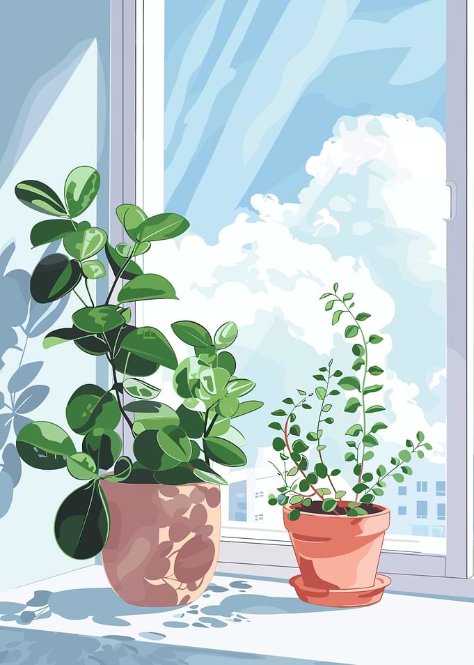 Plants by the Window