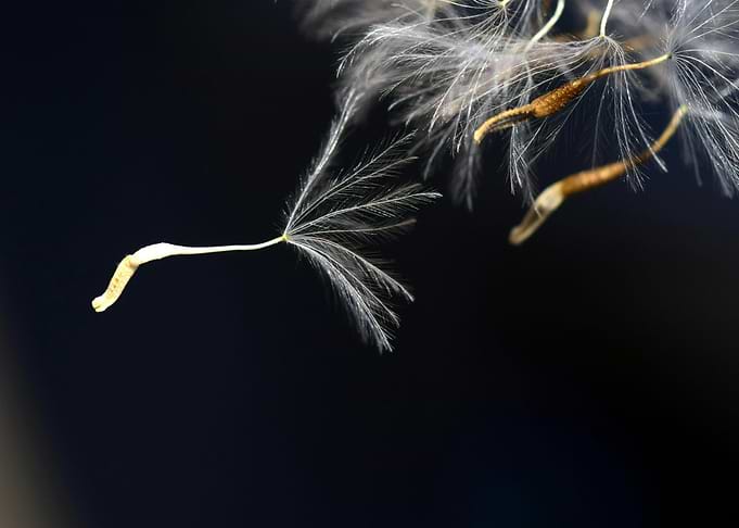 Dandelion Seeds Floating in Dark Space