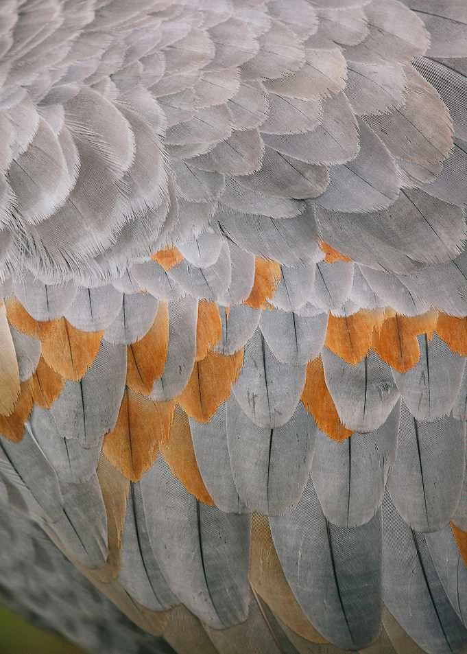 Bird Feathers Close-Up