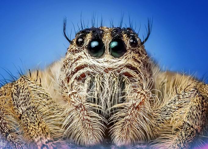 Macro shot of a jumping spider
