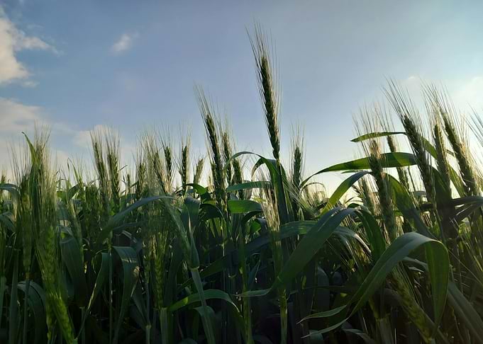 Green Wheat Field Under Blue Sky