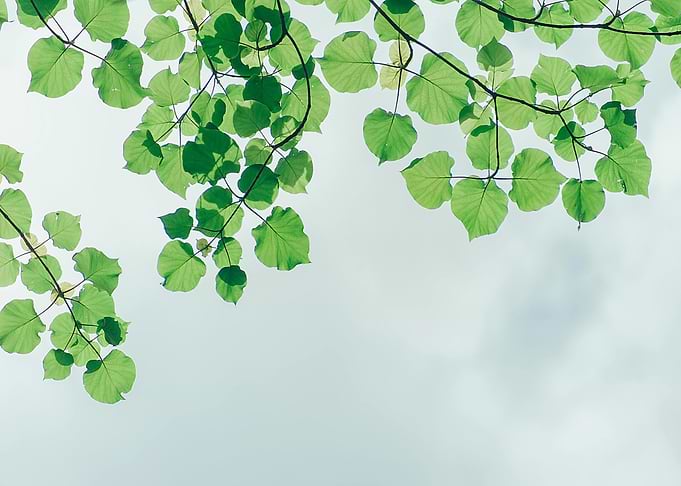 Green Leaves Against Sky
