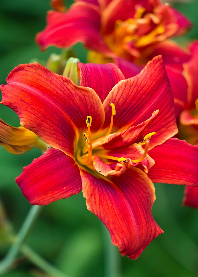 Red and Orange Lily Close-Up