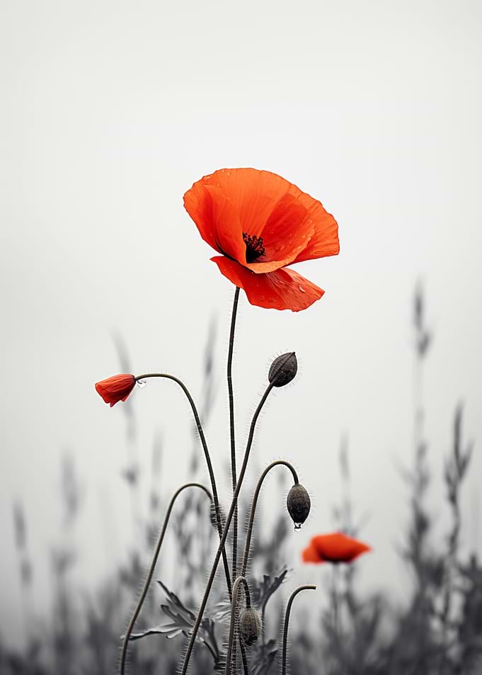 Red Poppy Flower on Gray