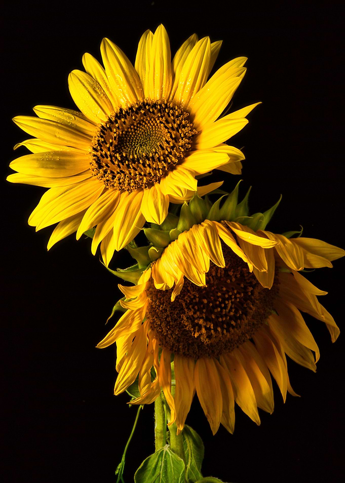 Two Sunflowers on Black Background