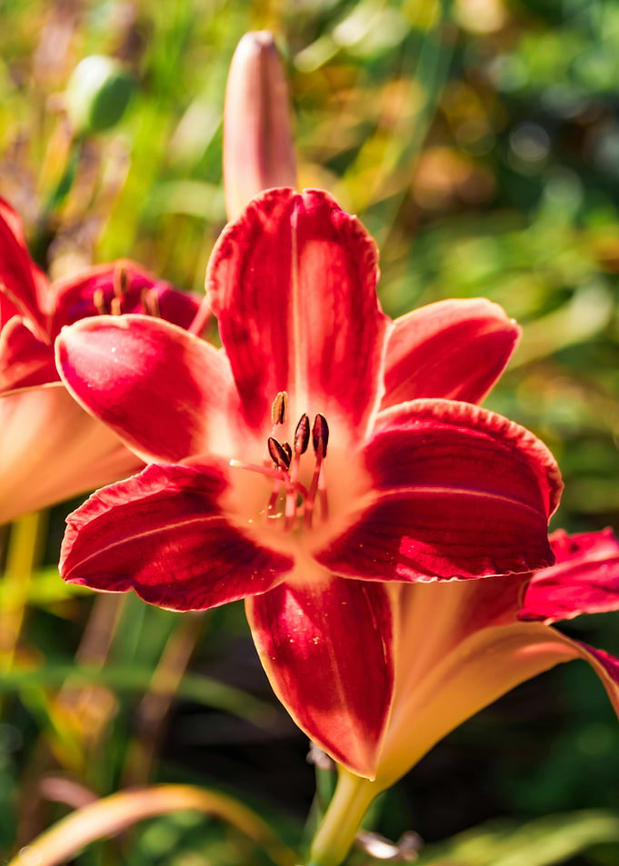 Close-up of a Red Lily Flower