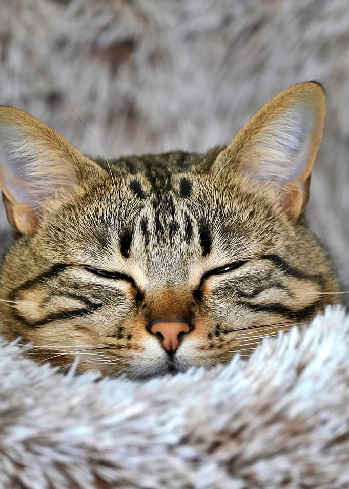 Sleeping Tabby Cat Portrait