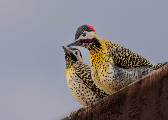 Two Woodpeckers on a Branch
