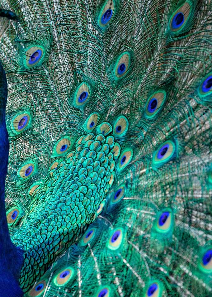 Peacock Feather Display Close-Up