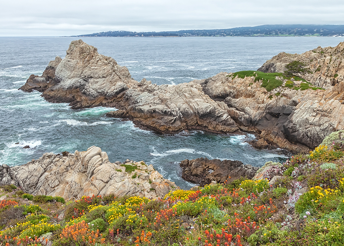 Rocky Coastline with Wildflowers