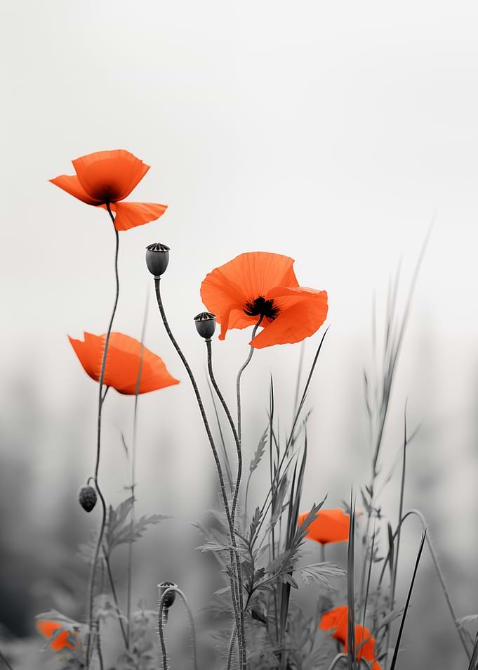 Red Poppies in Field