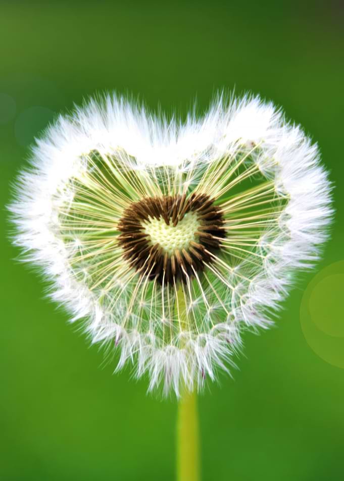 Heart-Shaped Dandelion Seed Head