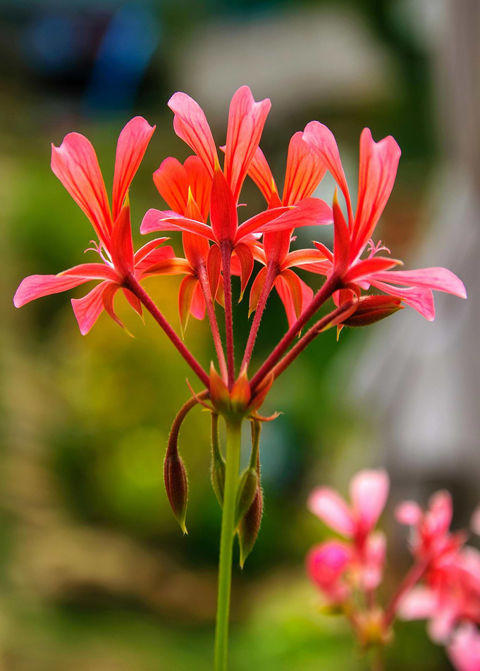 Vibrant Red Geranium Flower Close-Up