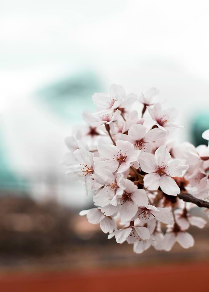Cherry Blossom Branch Close-Up