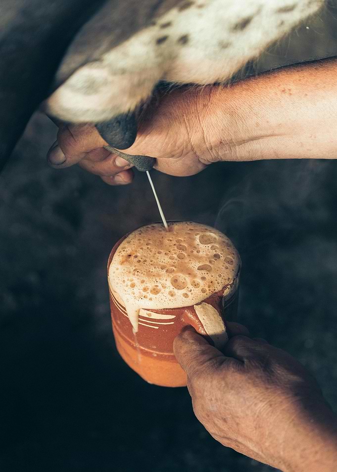 Freshly Milked Milk in a Mug