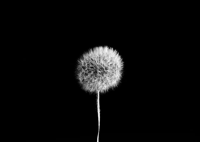 Dandelion Seed Head on Black