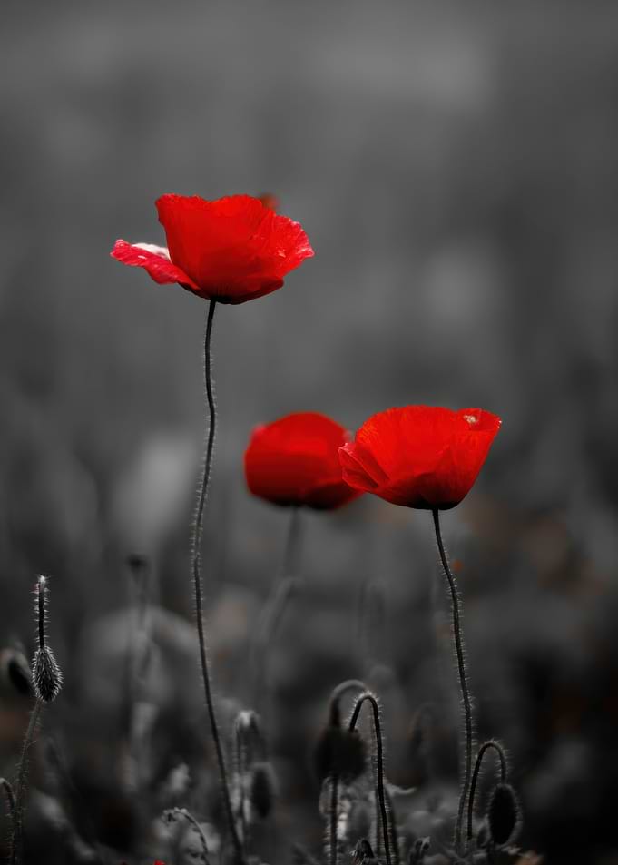 Red Poppies in a Gray Field
