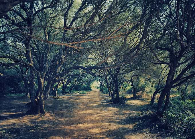 Enchanted Forest Path, Spain Island