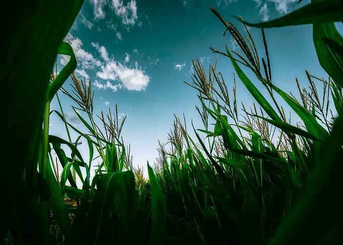 Cornfield under a blue sky