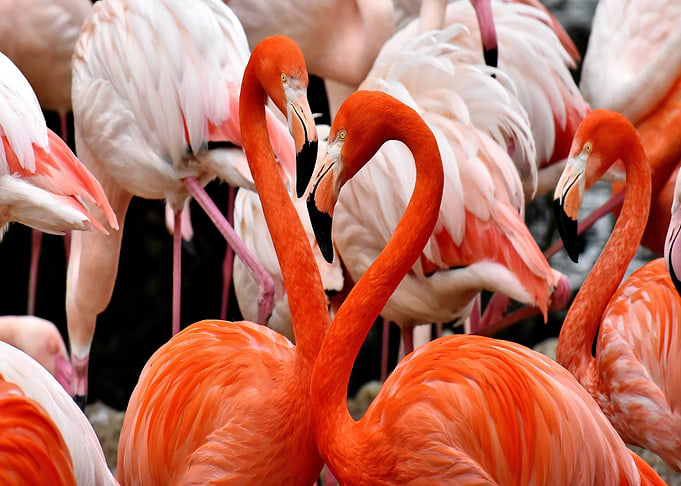 Flamingos in Love