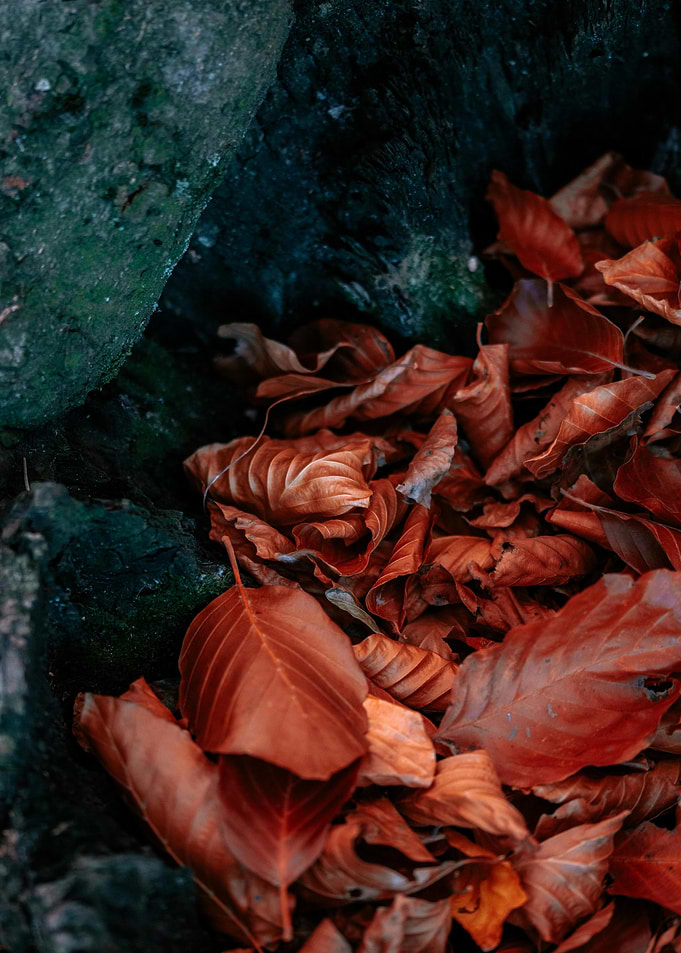 Autumn Leaves and Mossy Rock