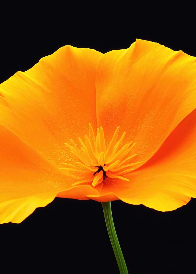 Close-up of a vibrant orange poppy